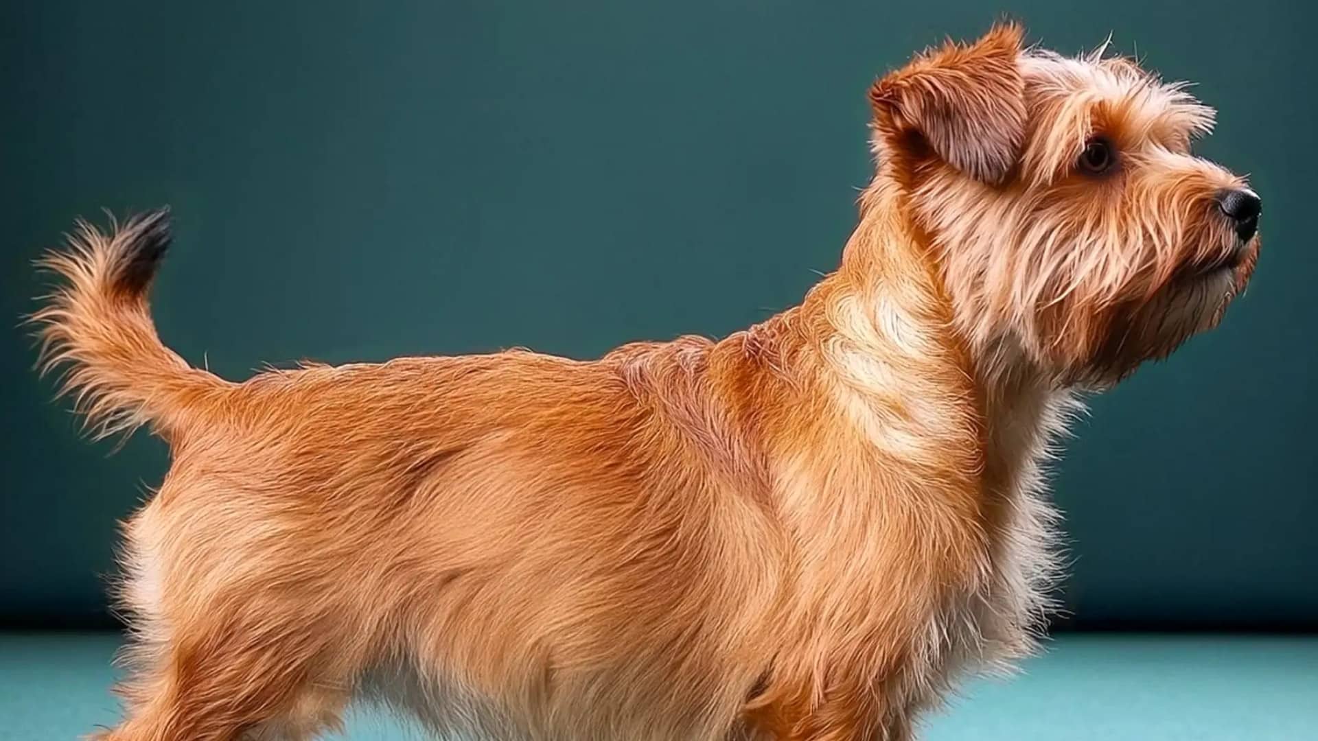 norfolk-terrier