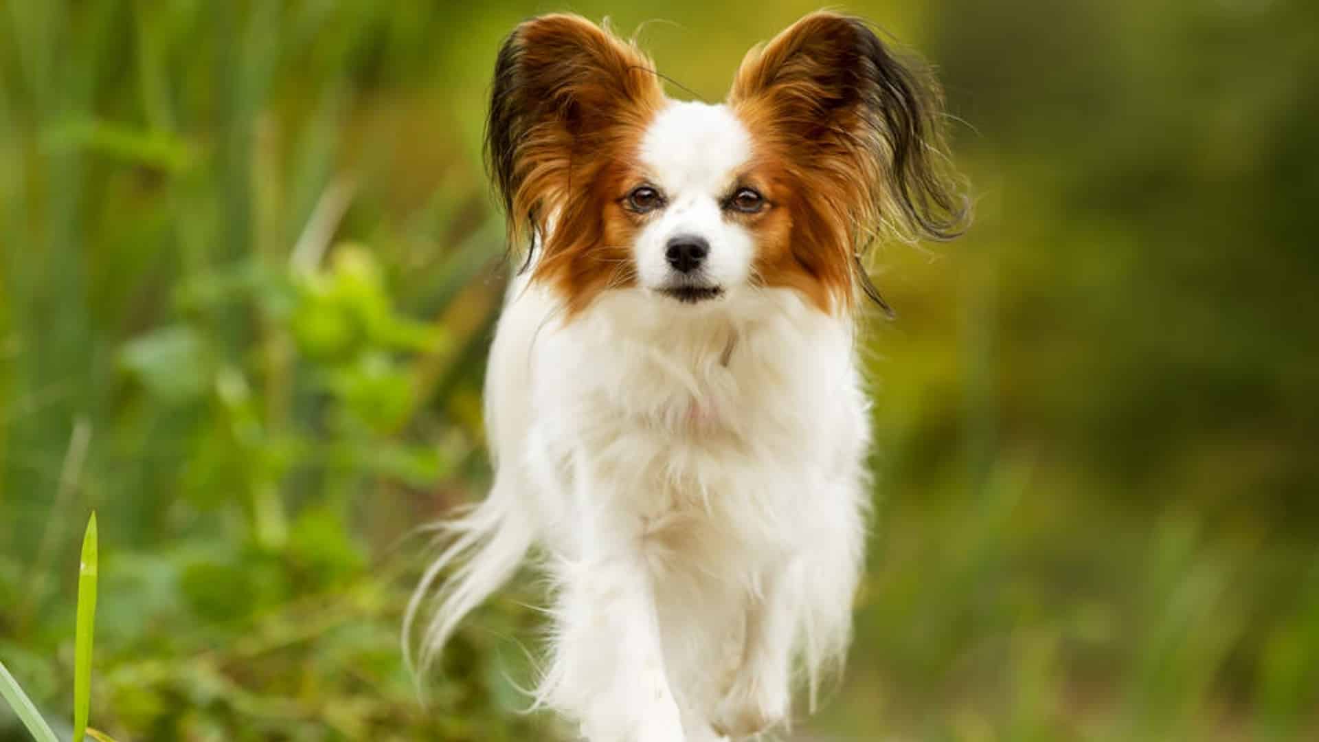 papillon