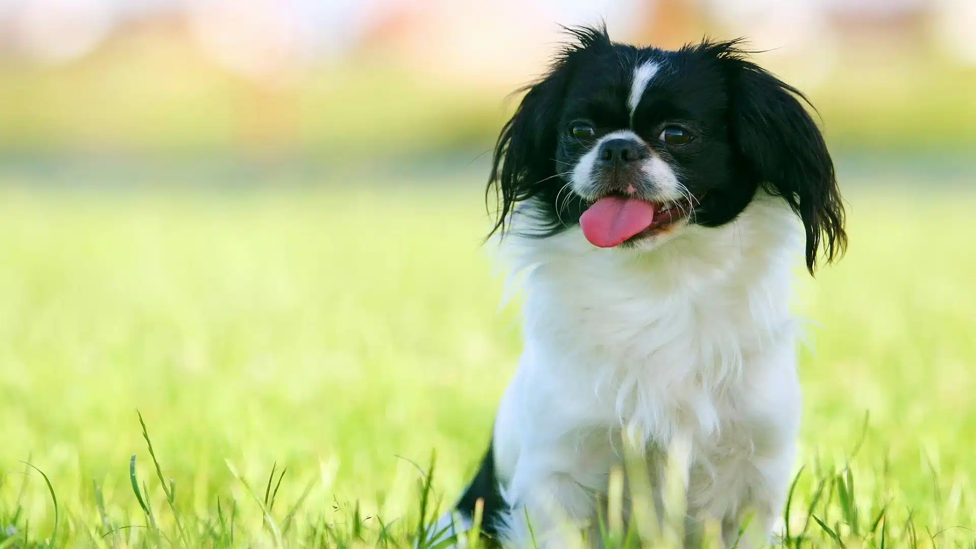 pekingese