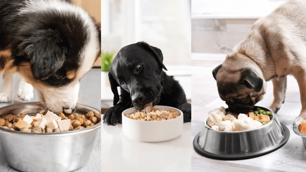 Pet Nutrition Alliance: Promoting Healthier Pets