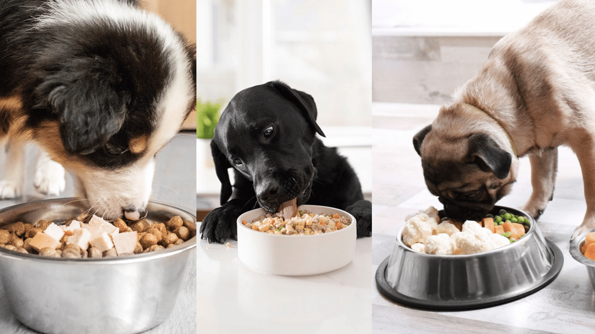 Pet Nutrition Alliance: Promoting Healthier Pets