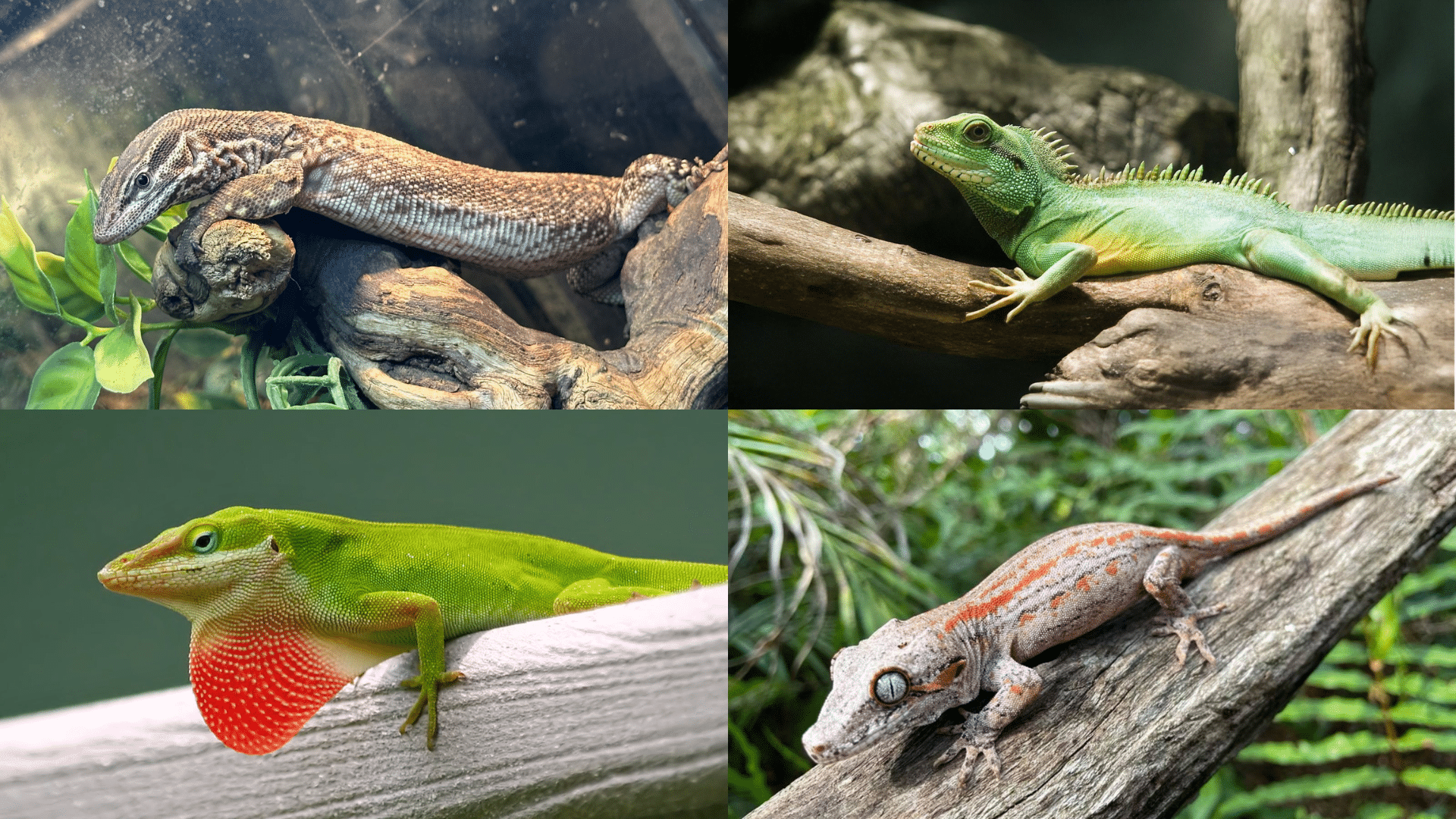 pet lizards featured image