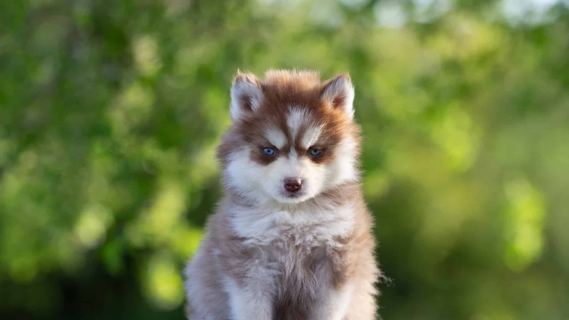 pomsky