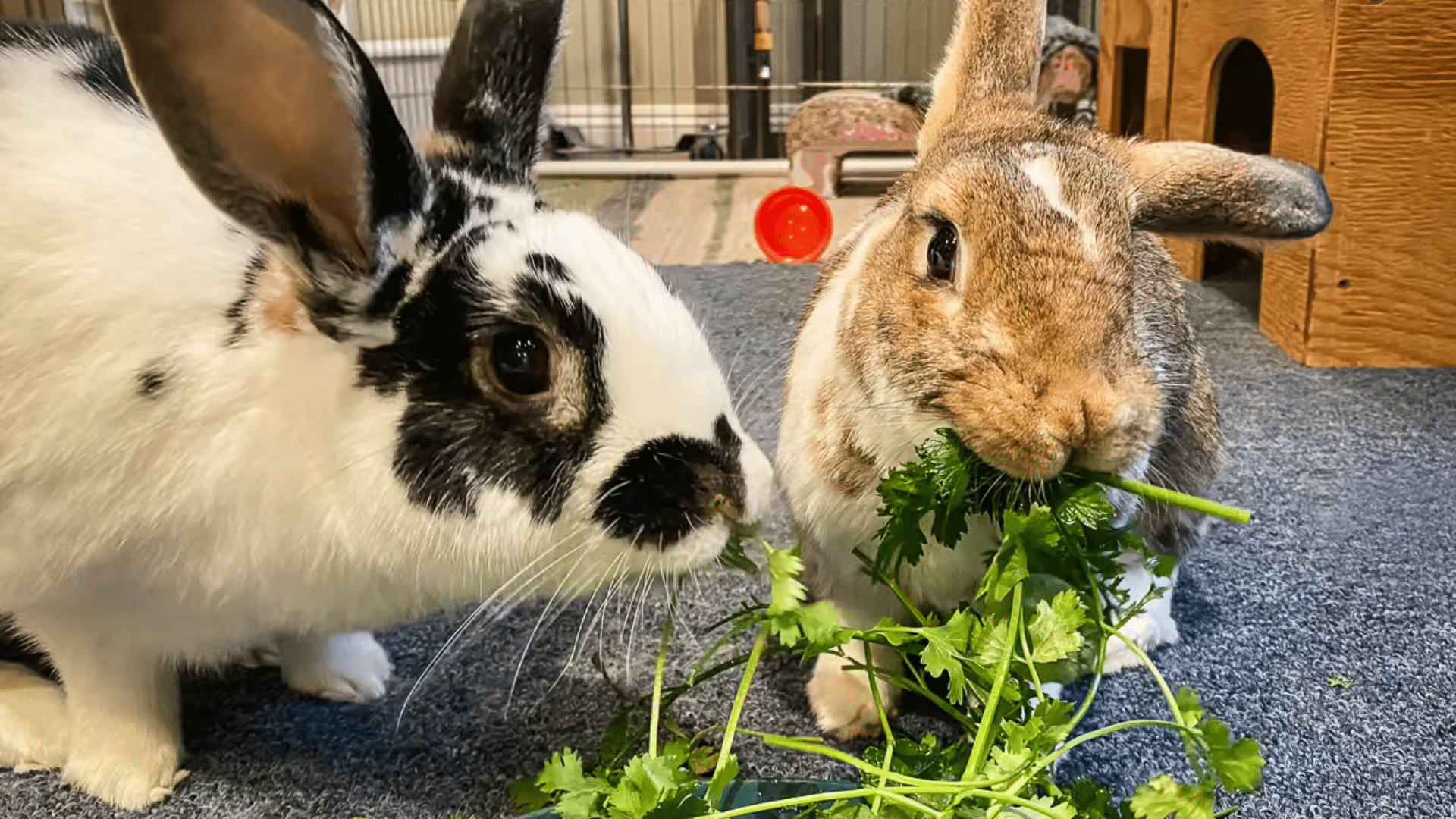 rabbit enrichment