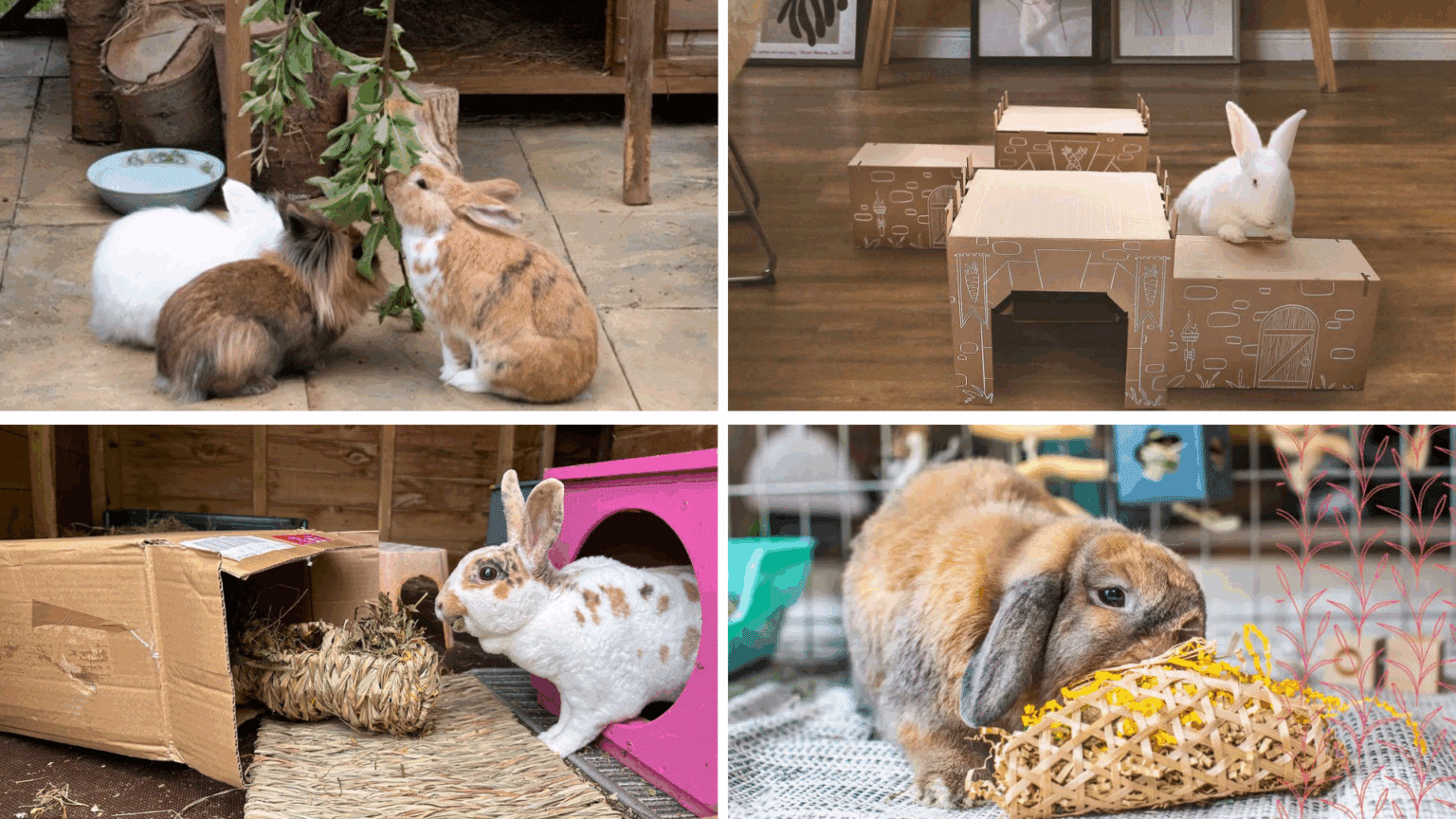 7 Homemade Rabbit Enrichment Ideas on a Budget - Gomine Official