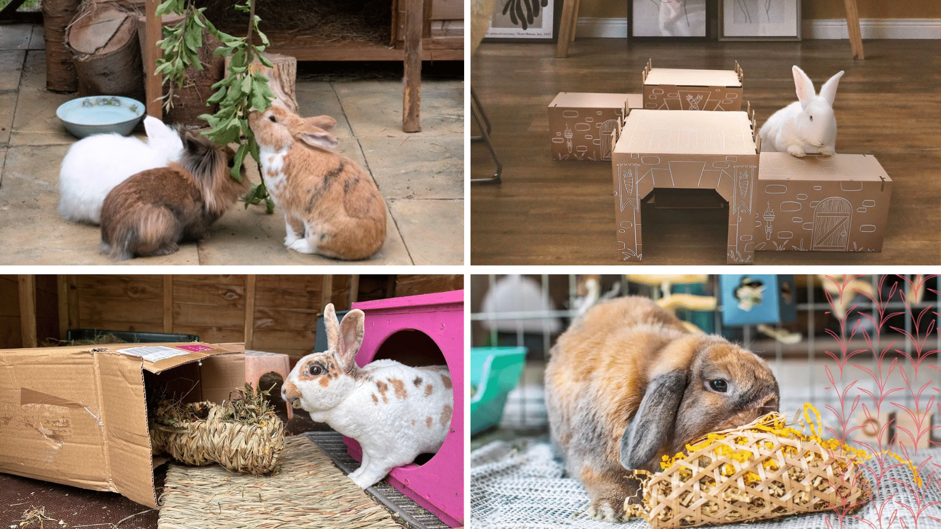 rabbit enrichment