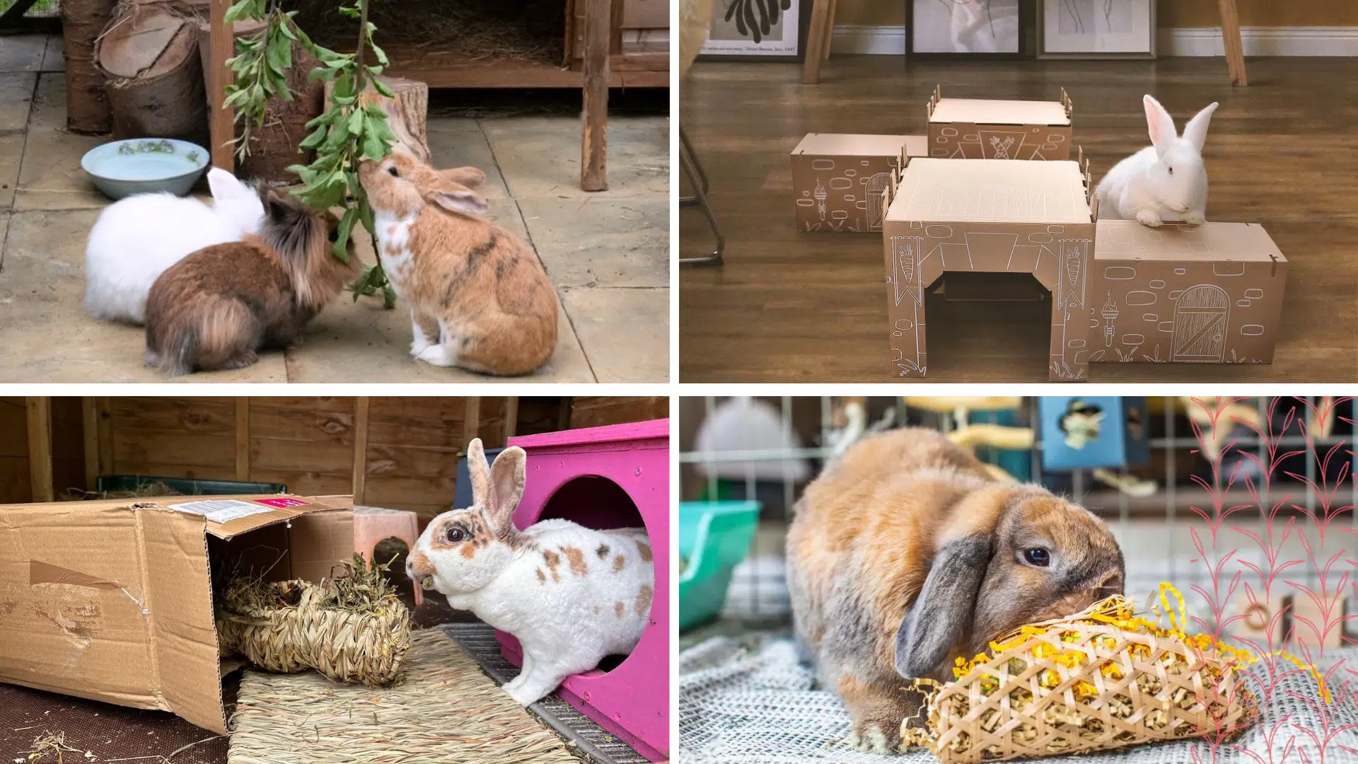rabbit enrichment