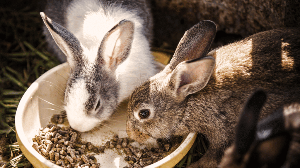 Rabbit Enrichment Ideas on a Budget