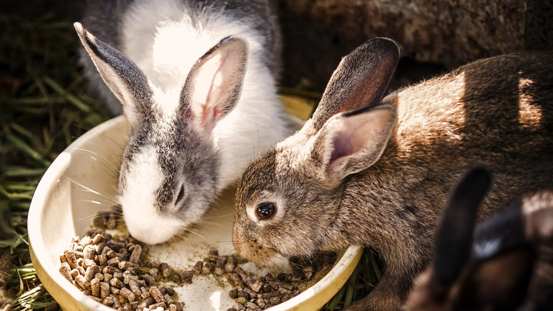 Rabbit Enrichment Ideas on a Budget