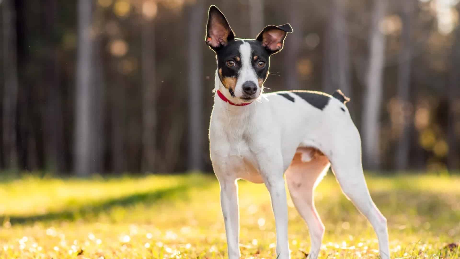 rat-terrier