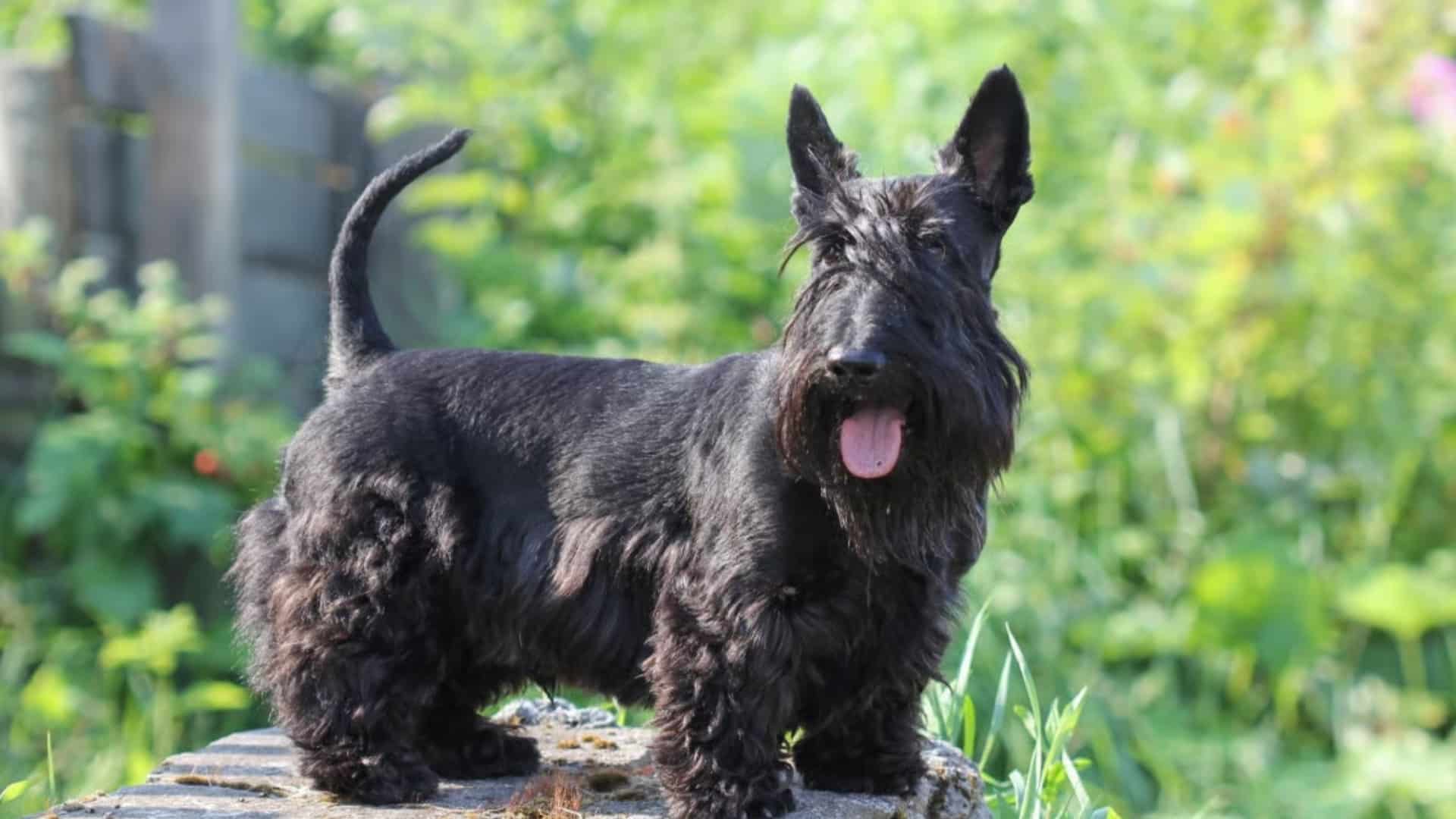 scottish-terrier