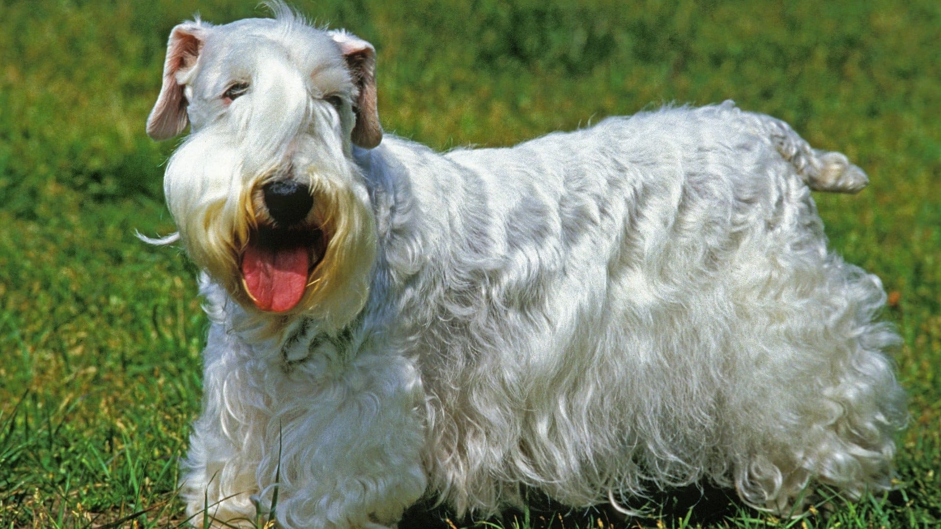 sealyham-terrier