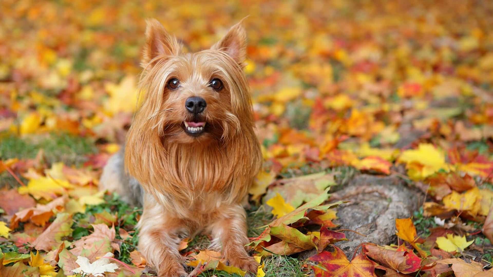 silky-terrier