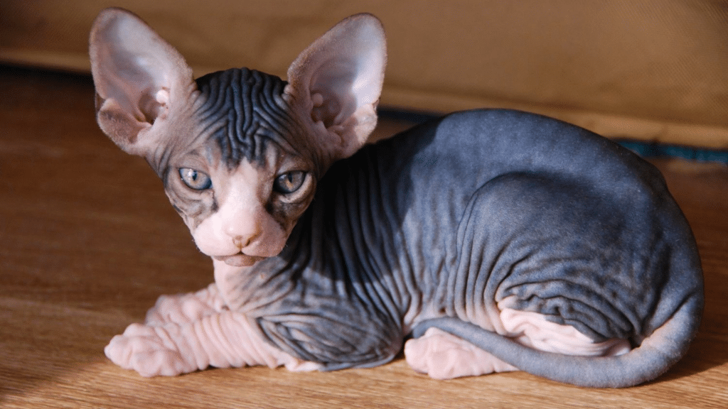 Sphynx Cat Care 101: Essential Tips for New Owners