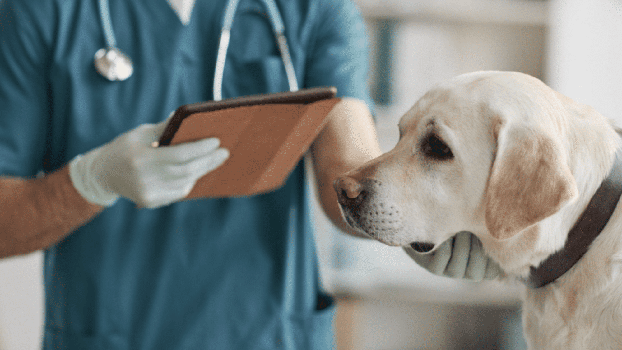 The Mission and Vision of the Pet Nutrition Alliance