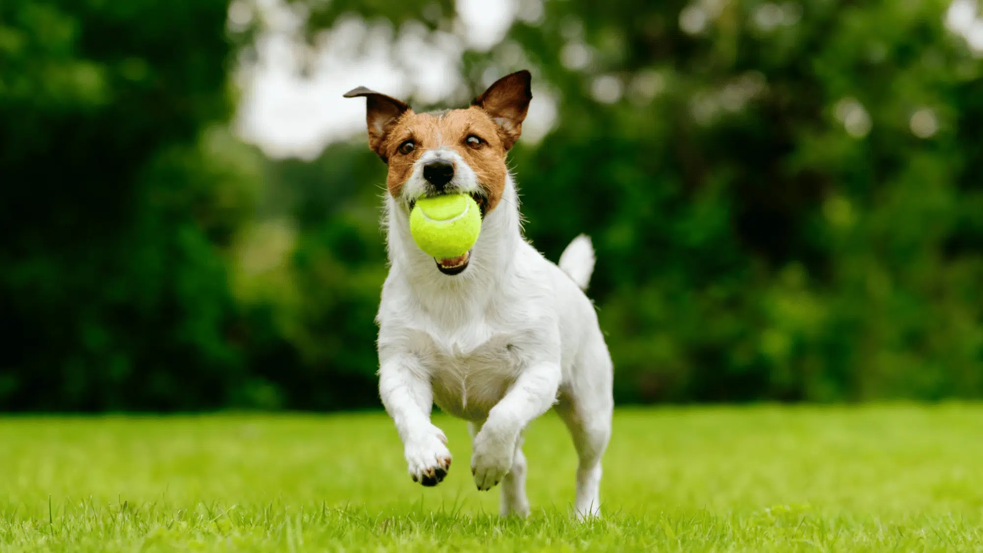 Tips to Maximize Playtime