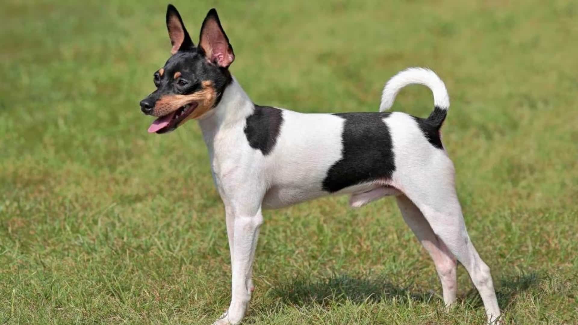 toy-fox-terrier