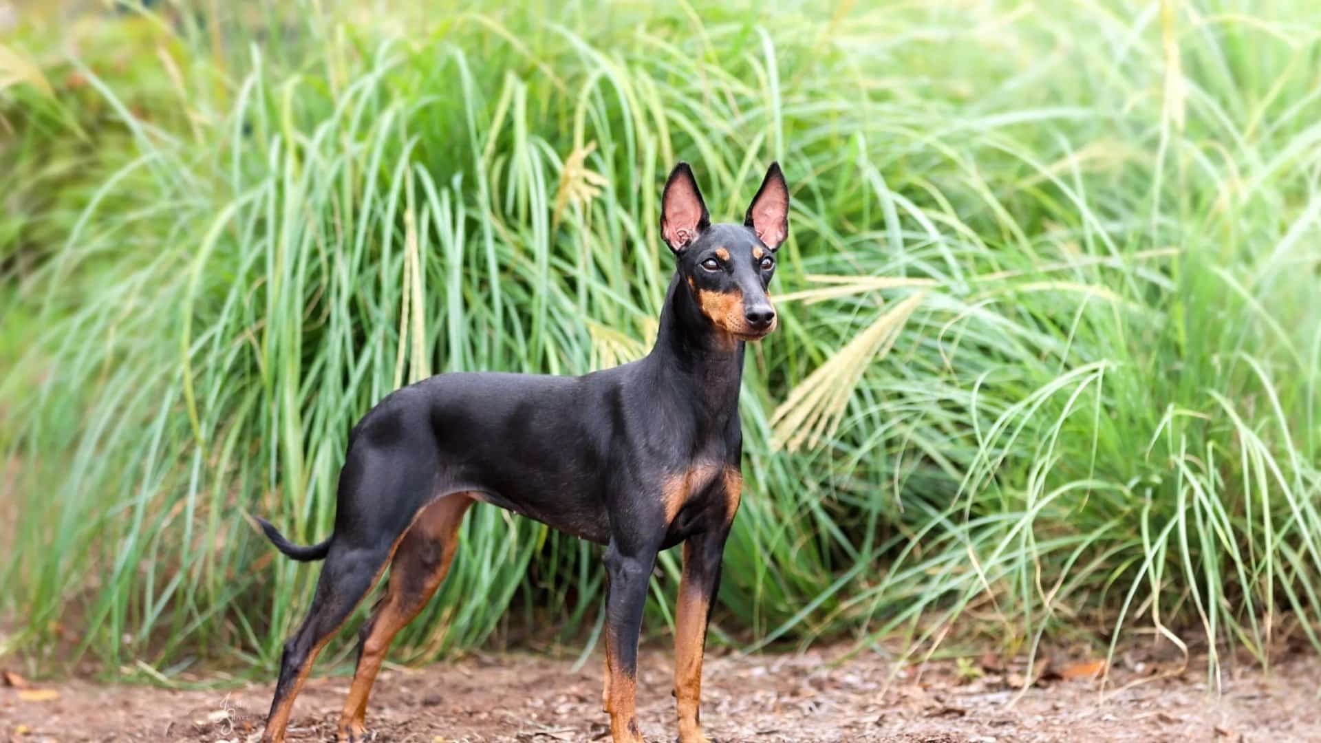 toy-manchester-terrier
