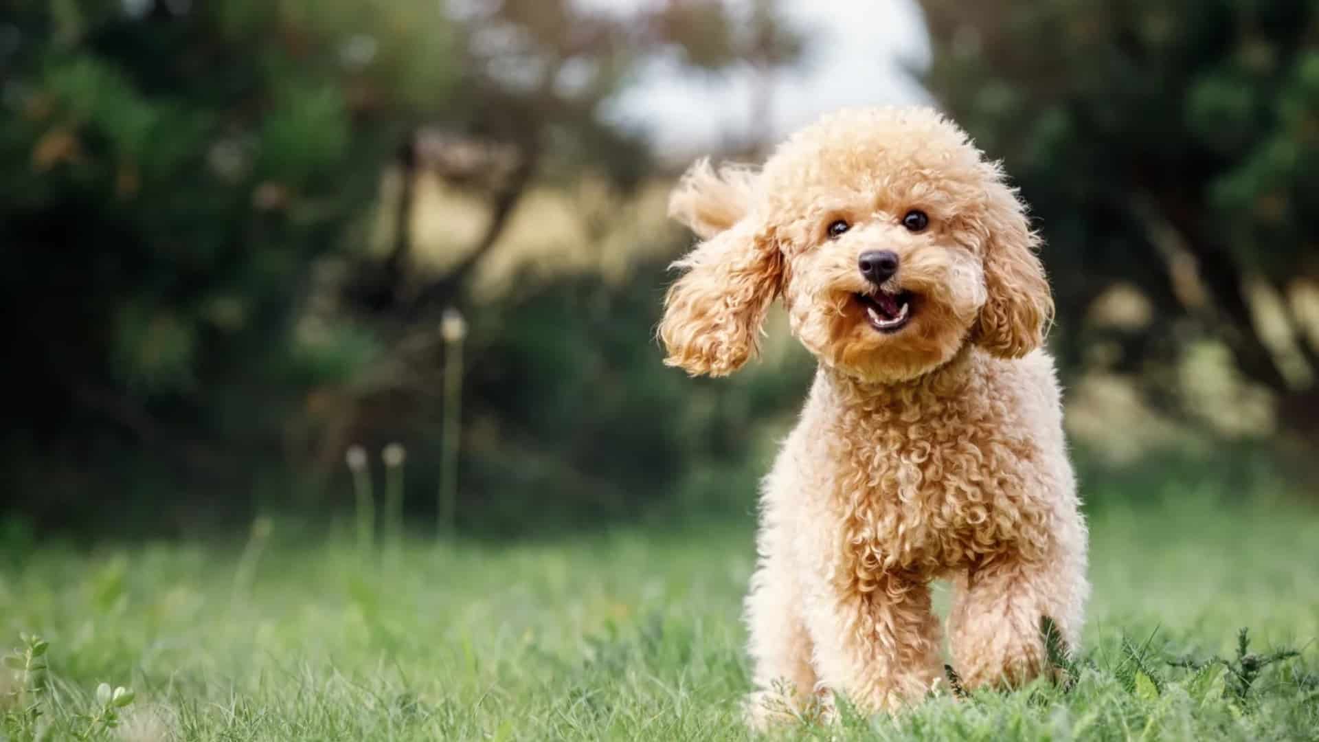 toy-poodle