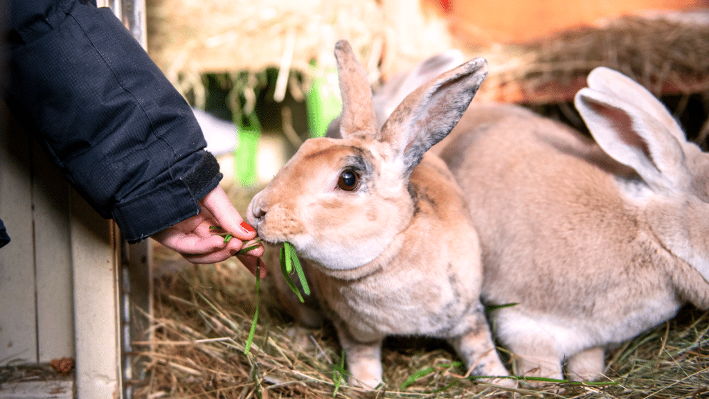 treats for rabbits featured image