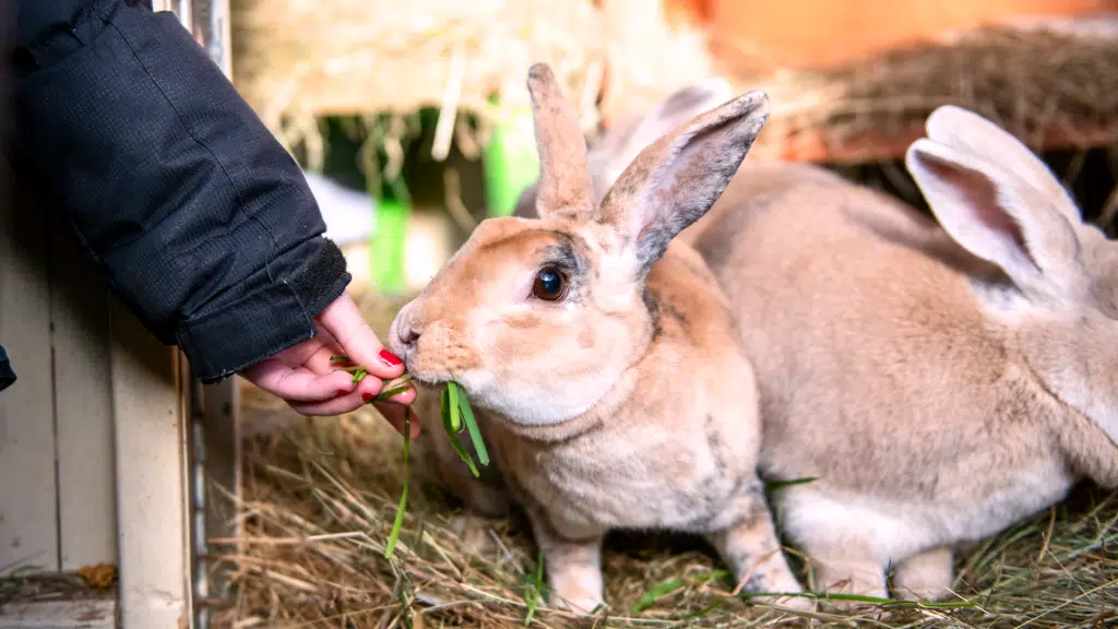 treats for rabbits featured image