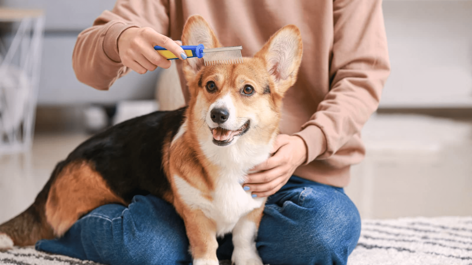 Types of Dog Brushes & How to Use Them