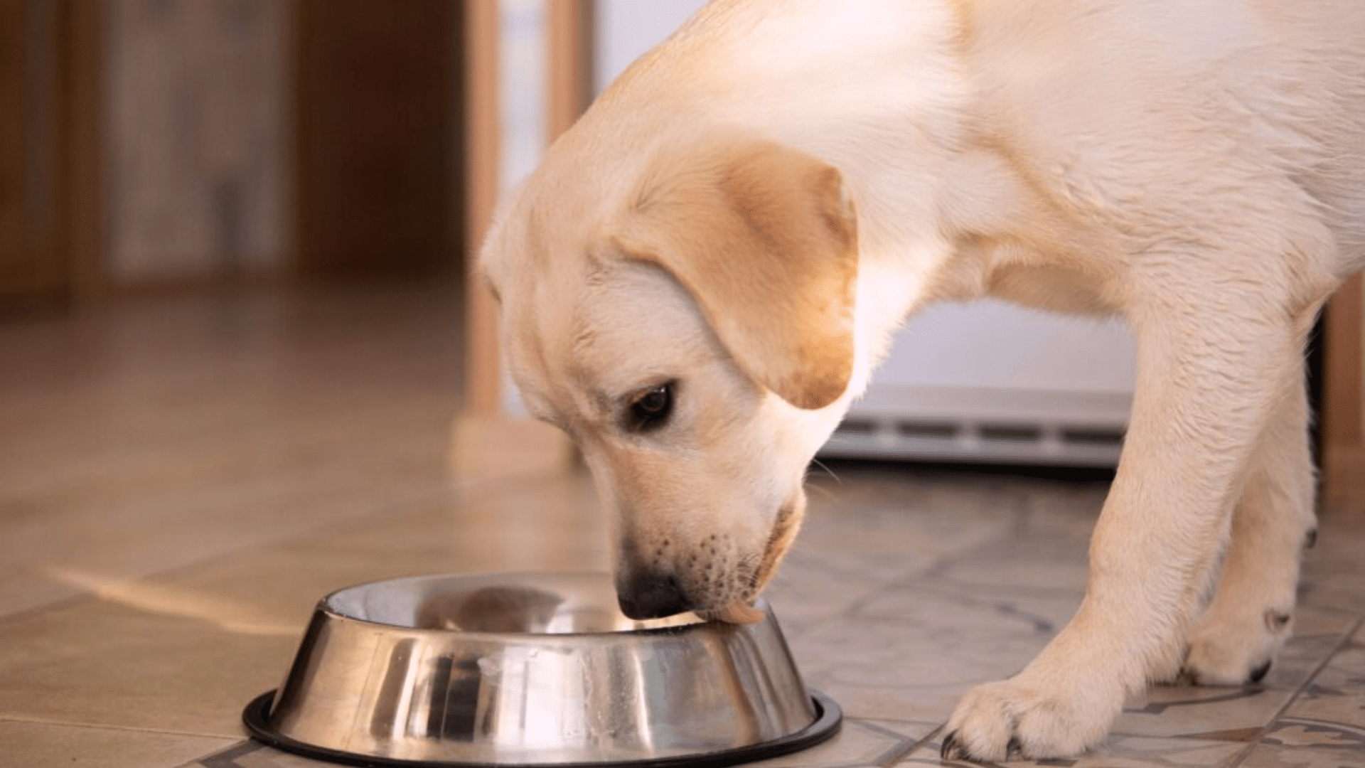 what is chicken meal in dog food