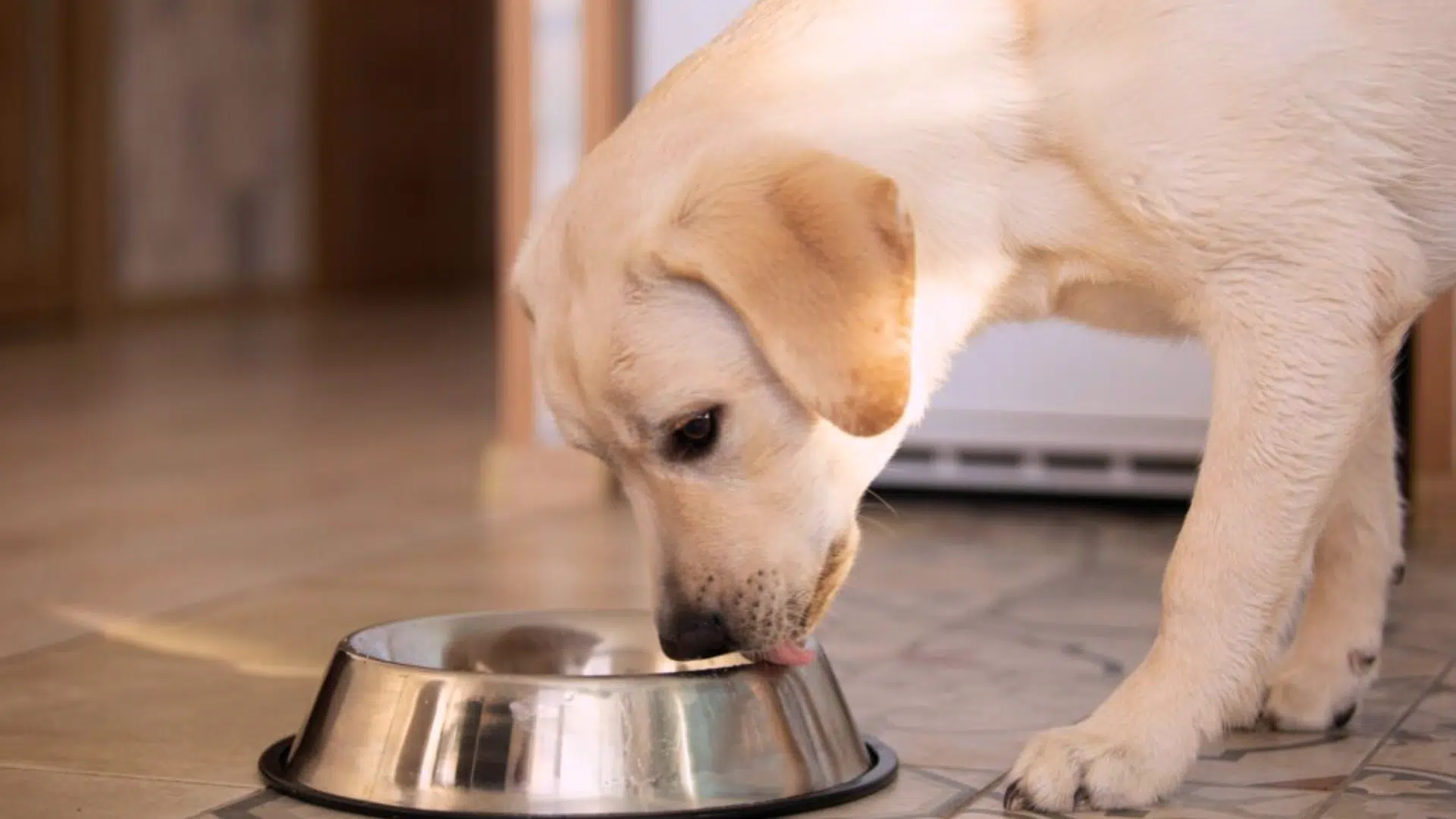 what is chicken meal in dog food
