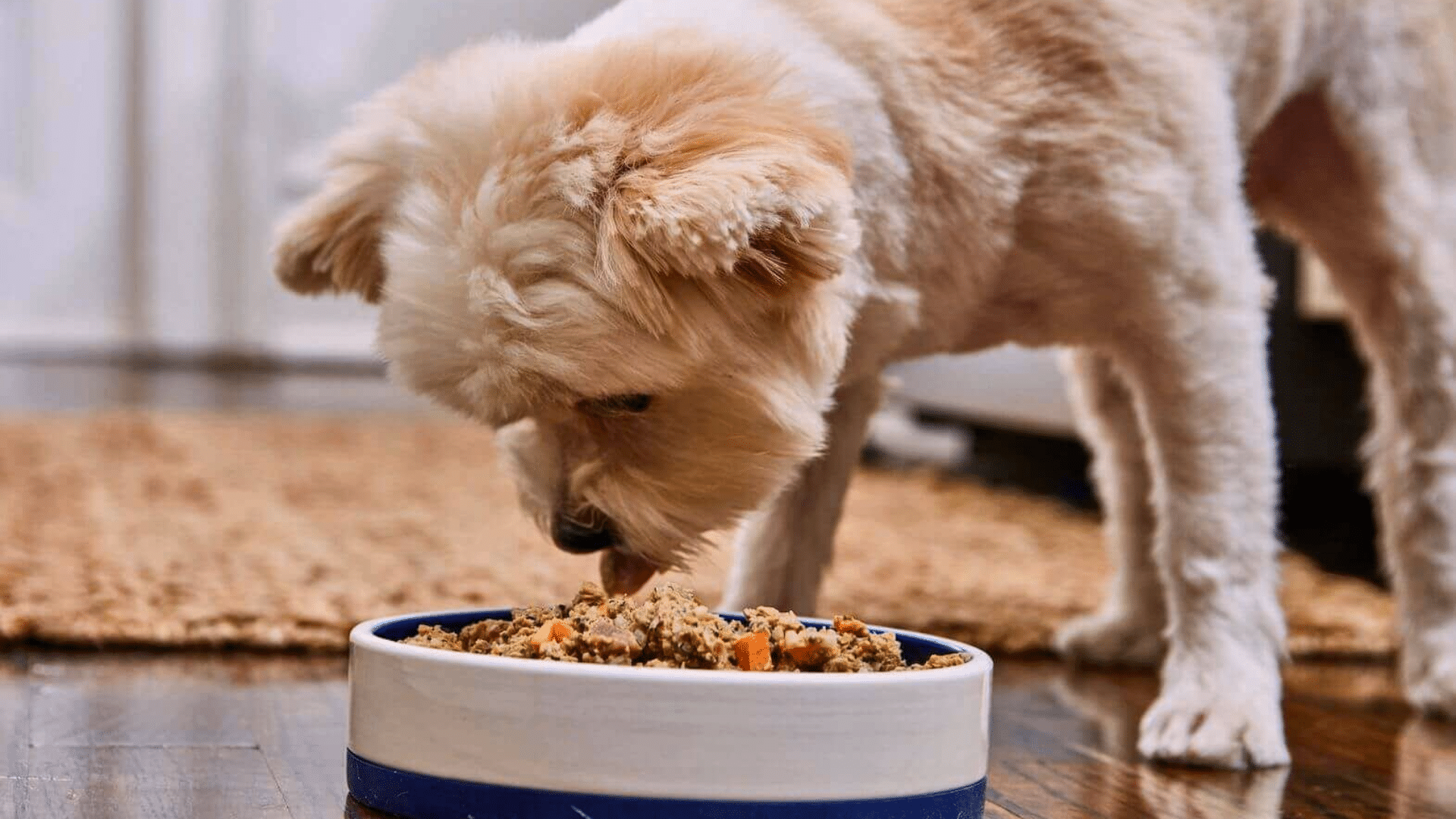 What is Chicken Meal in Dog Food?
