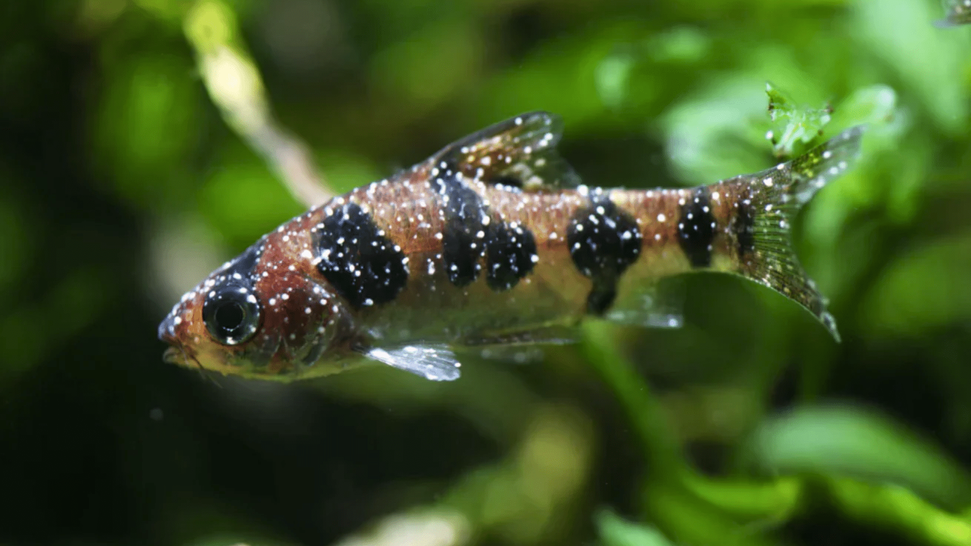 white spots on fish featured image