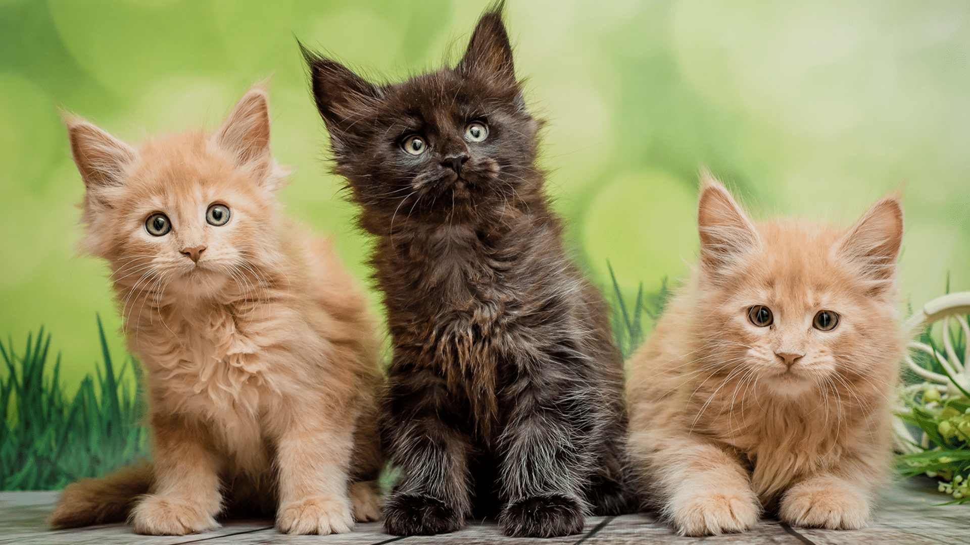 Tips to Keep Your Cat’s Environment Clean and Safe