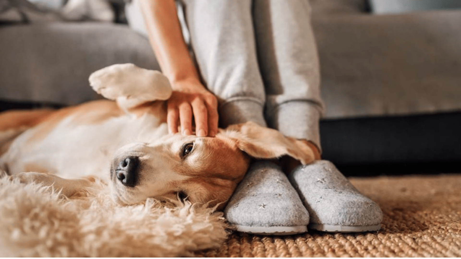 Reasons Why Your Dog Is Eating Treats but Not Their Food