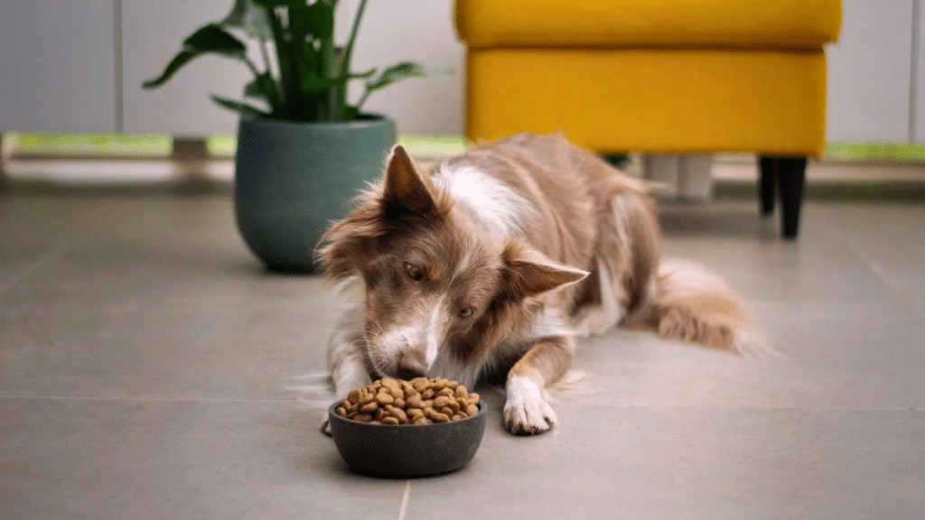 Why Your Dog Is Eating Treats but Not Their Food?