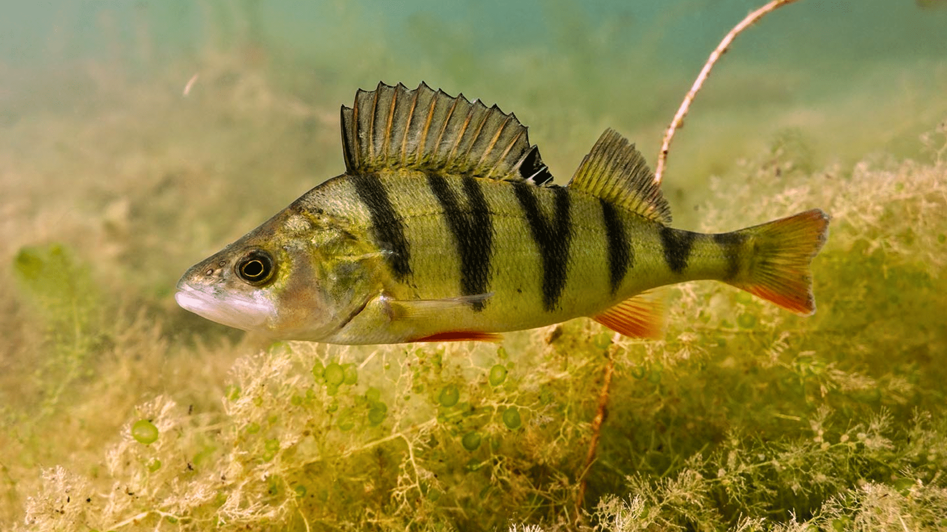 Yellow Perch fish