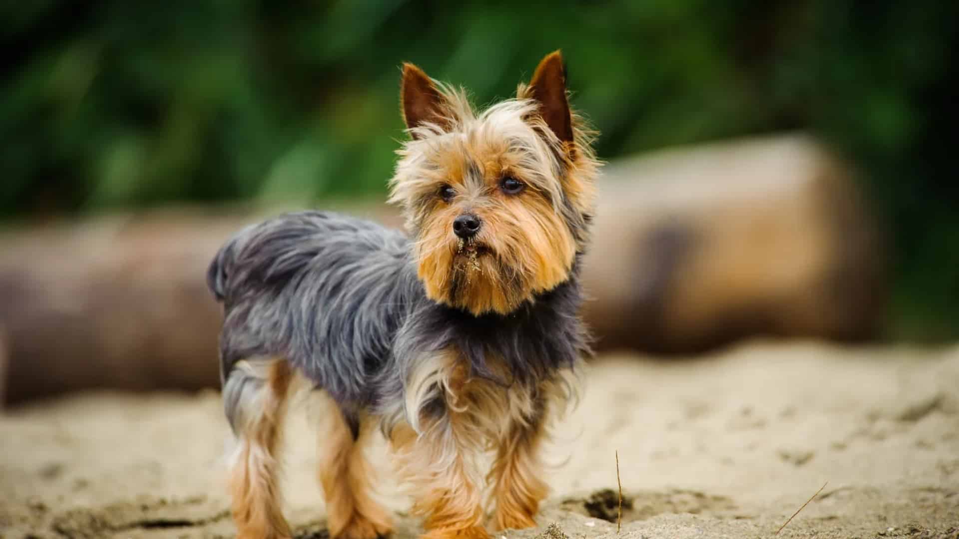 yorkshire-terrier-yorkie
