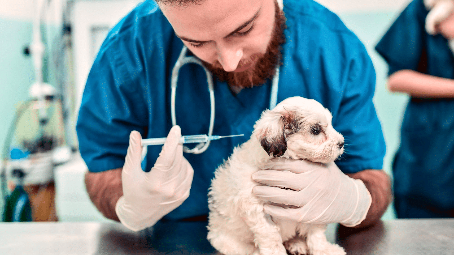 5 in 1 vaccine for puppies schedule