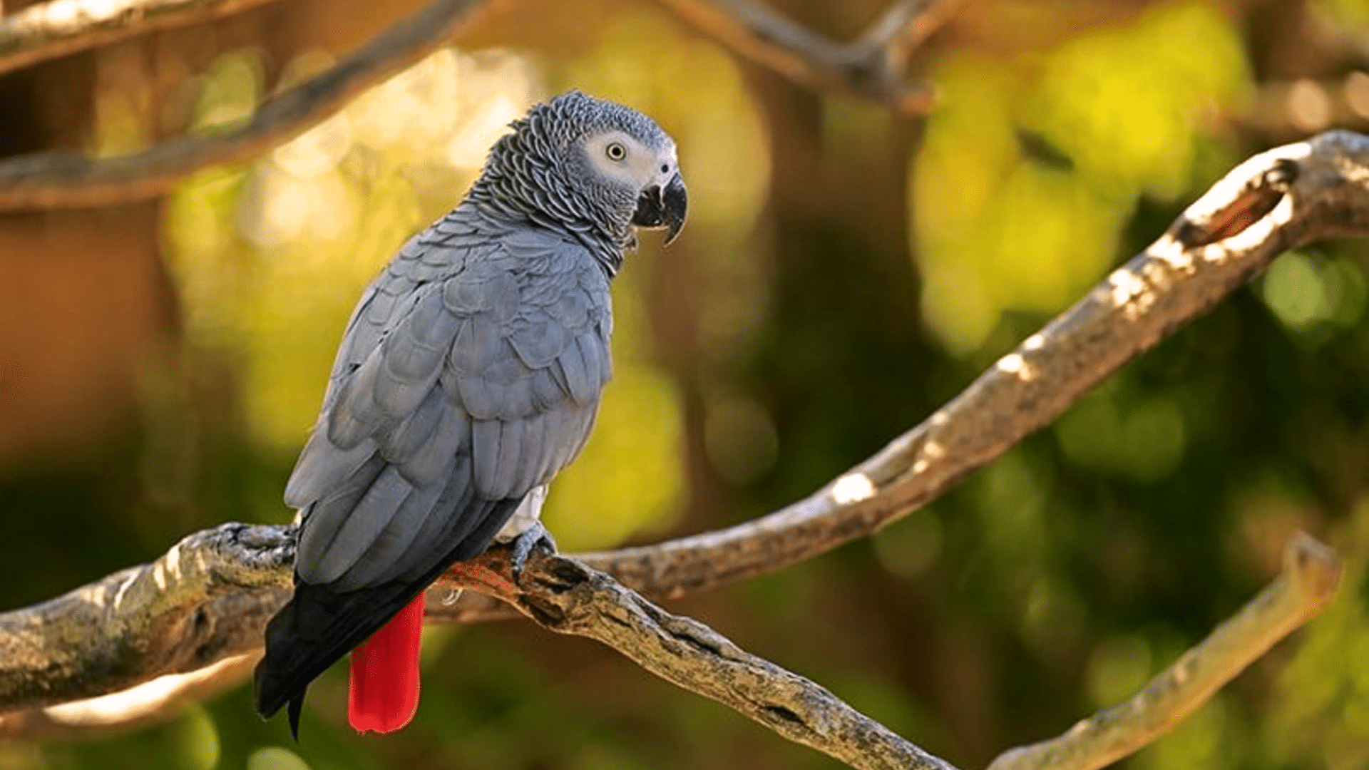 African Grey Parrot