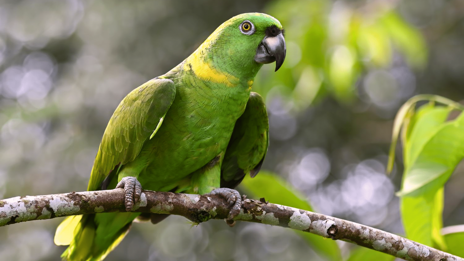 Amazon Parrot