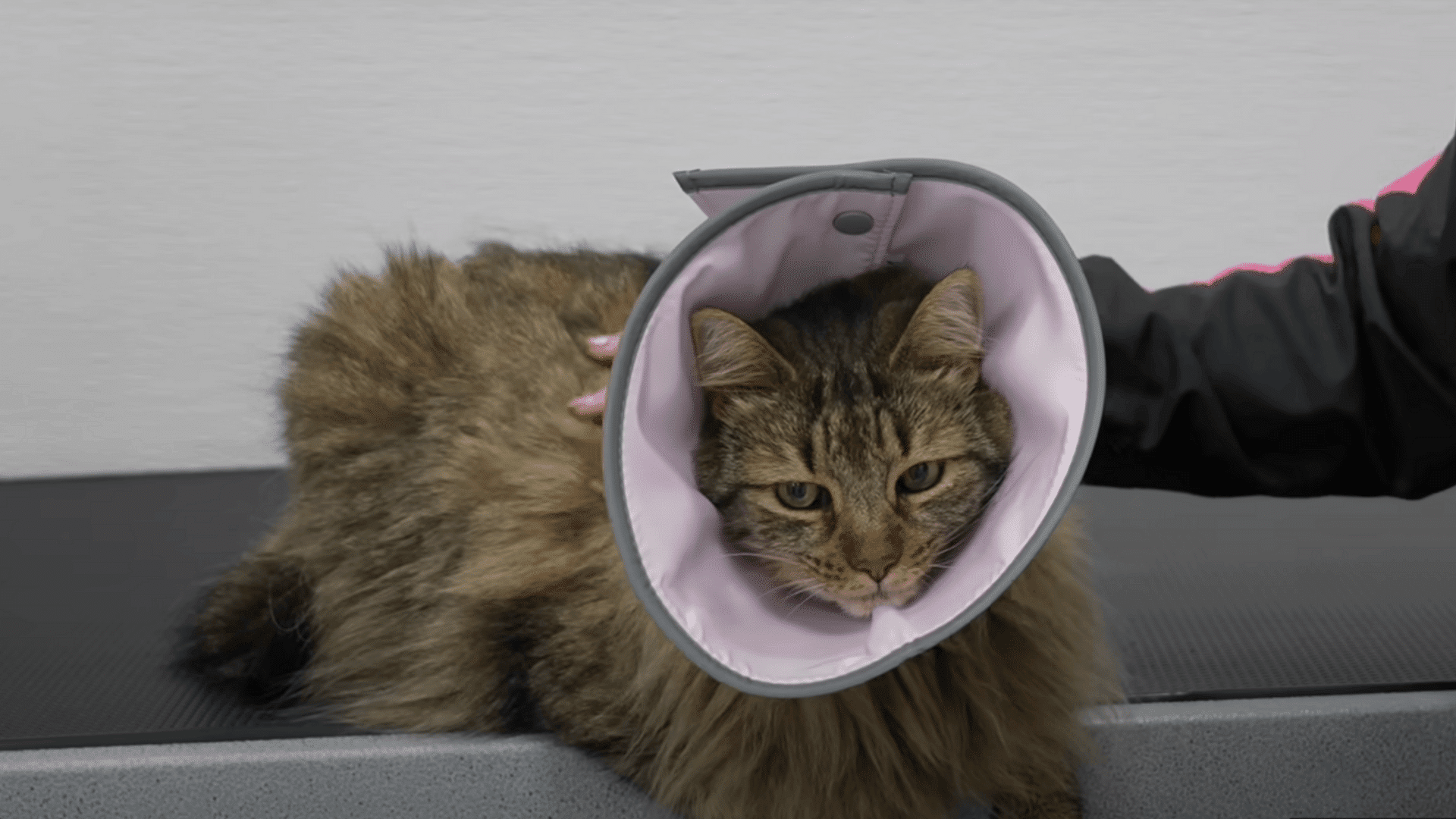 Assess and Prepare the Cat