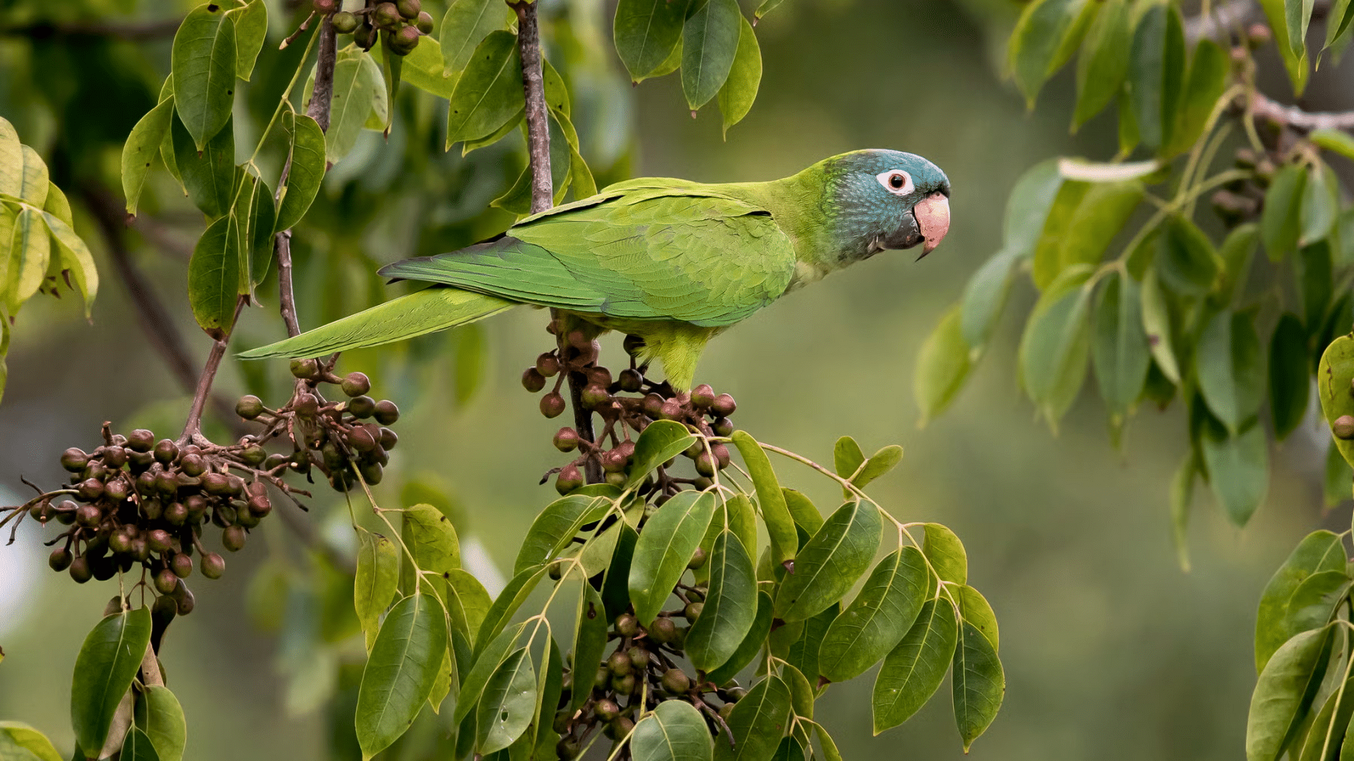 Blue Crowned Conure