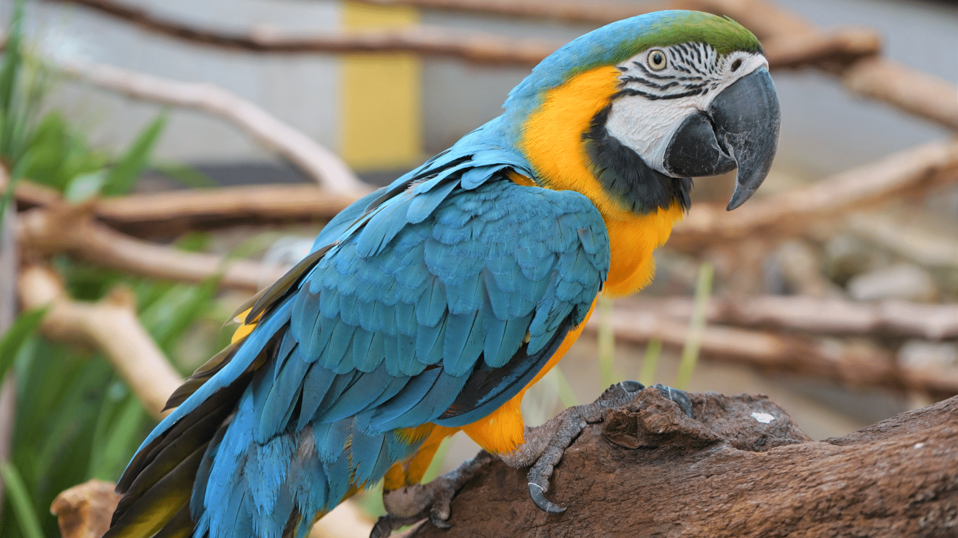Blue and Gold Macaw