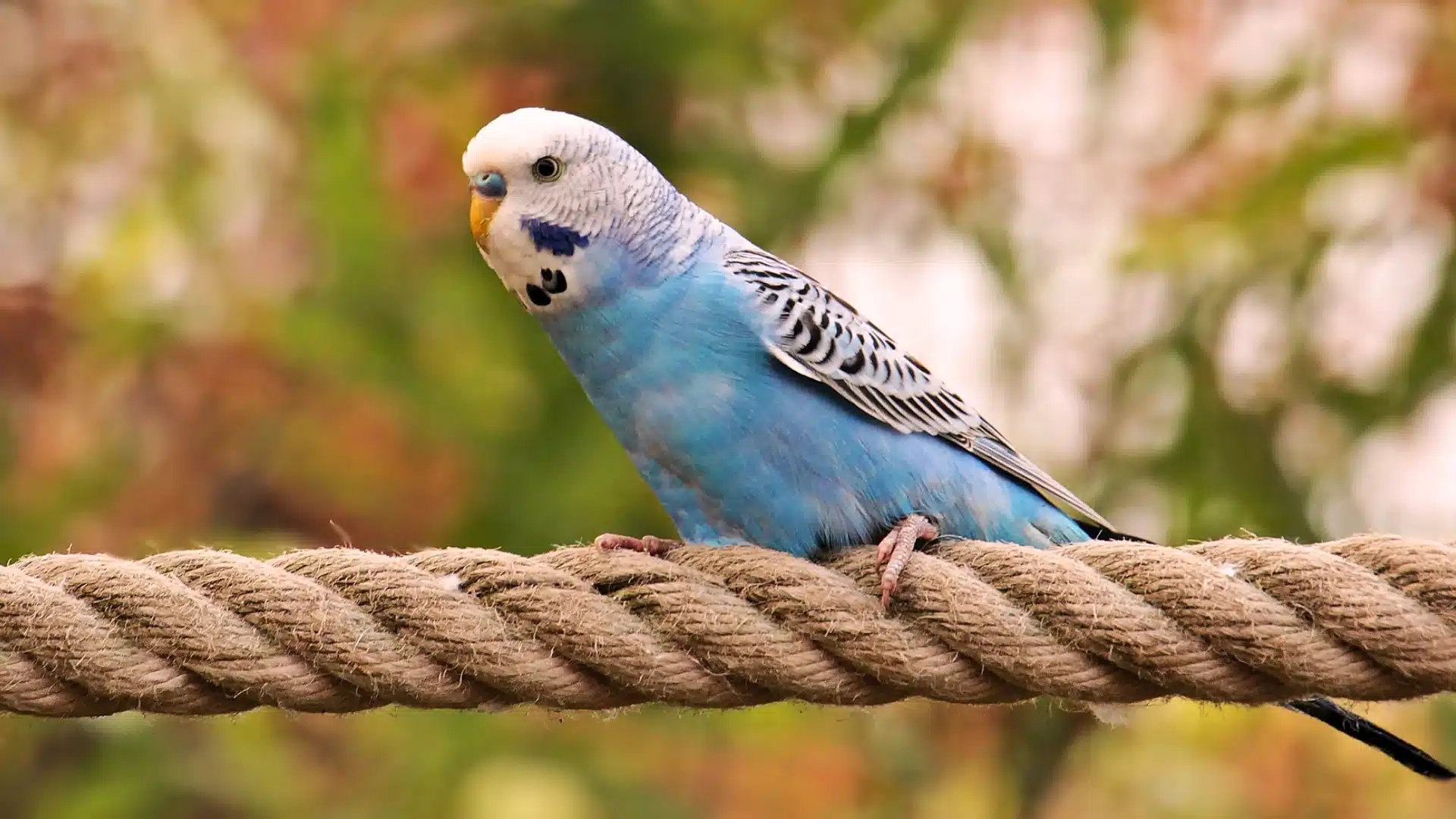 Blue parakeet resting on a rope perch with blurred garden background, highlighting calm pet bird behavior