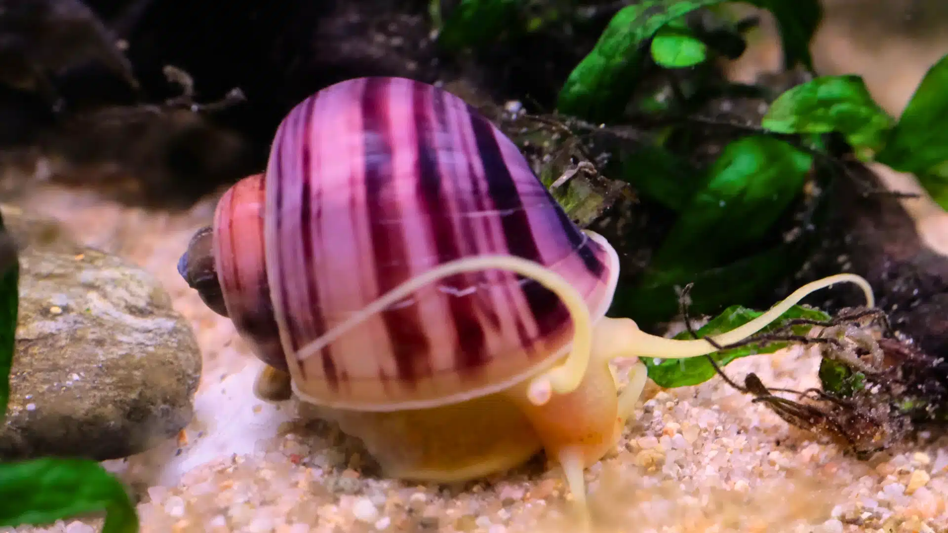Close up of purple striped mystery snail moving on sandy aquarium floor with green plants and natural tank setting