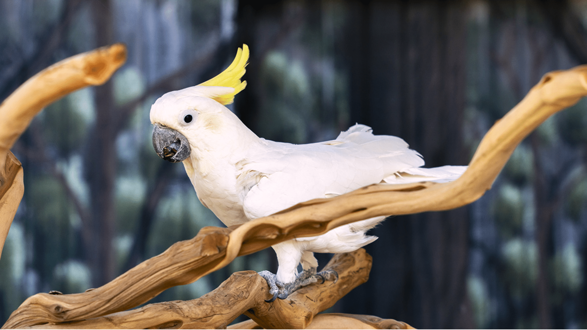 Cockatoo