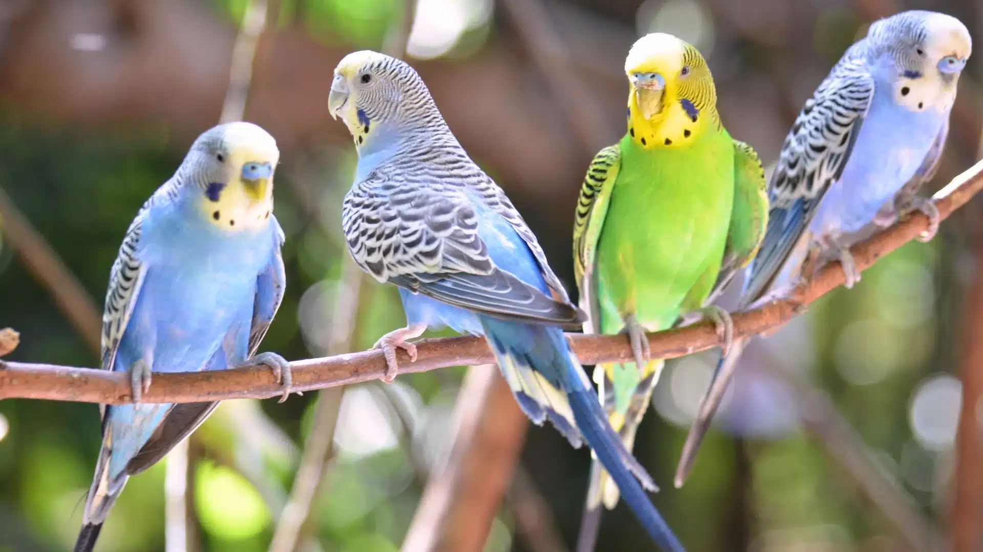 Colorful parakeets perched on a branch outdoors, showing blue, green, and yellow budgies in natural light