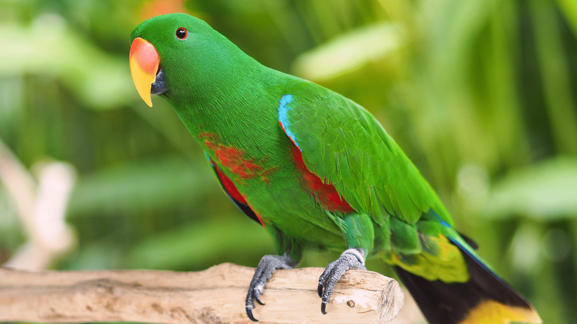 Eclectus Parrot