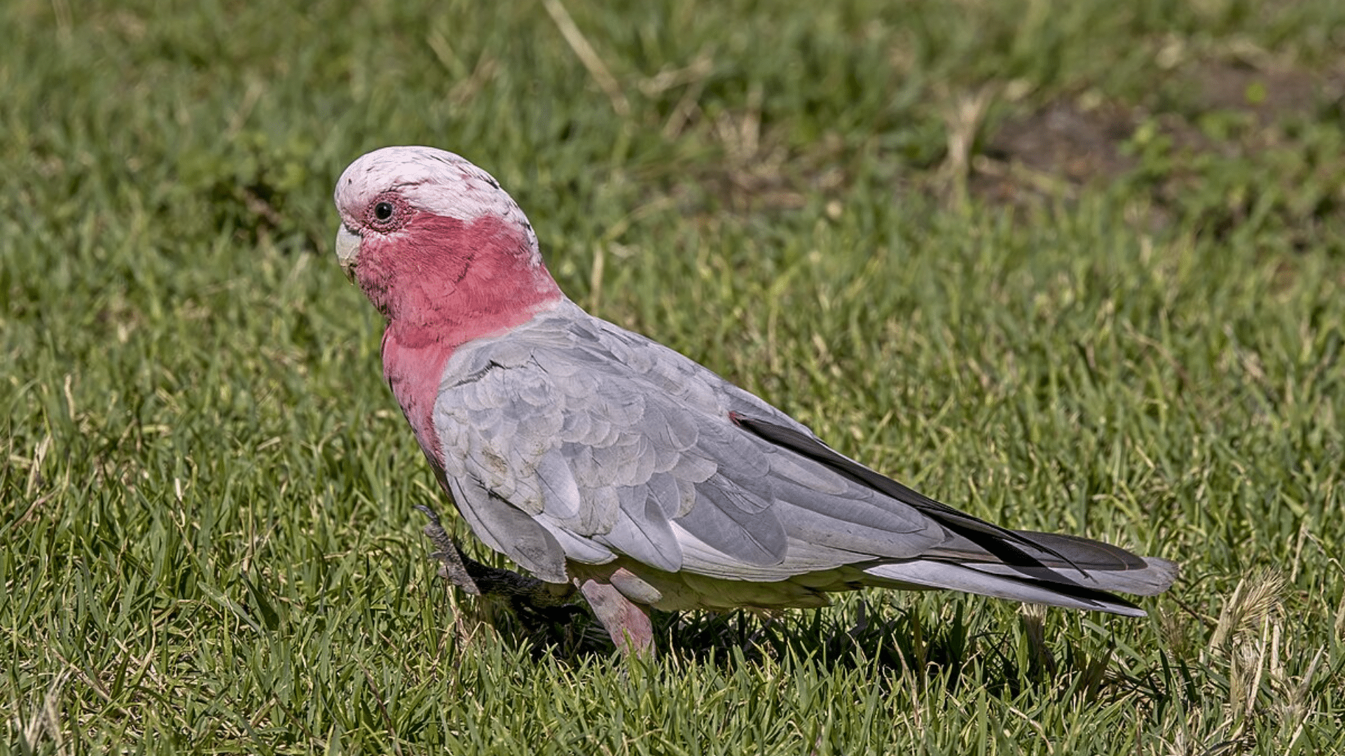 Galah