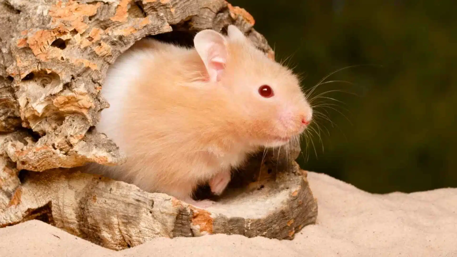 Golden hamster peeking out of a hollow log on sand with soft background, showing fluffy fur and bright eyes