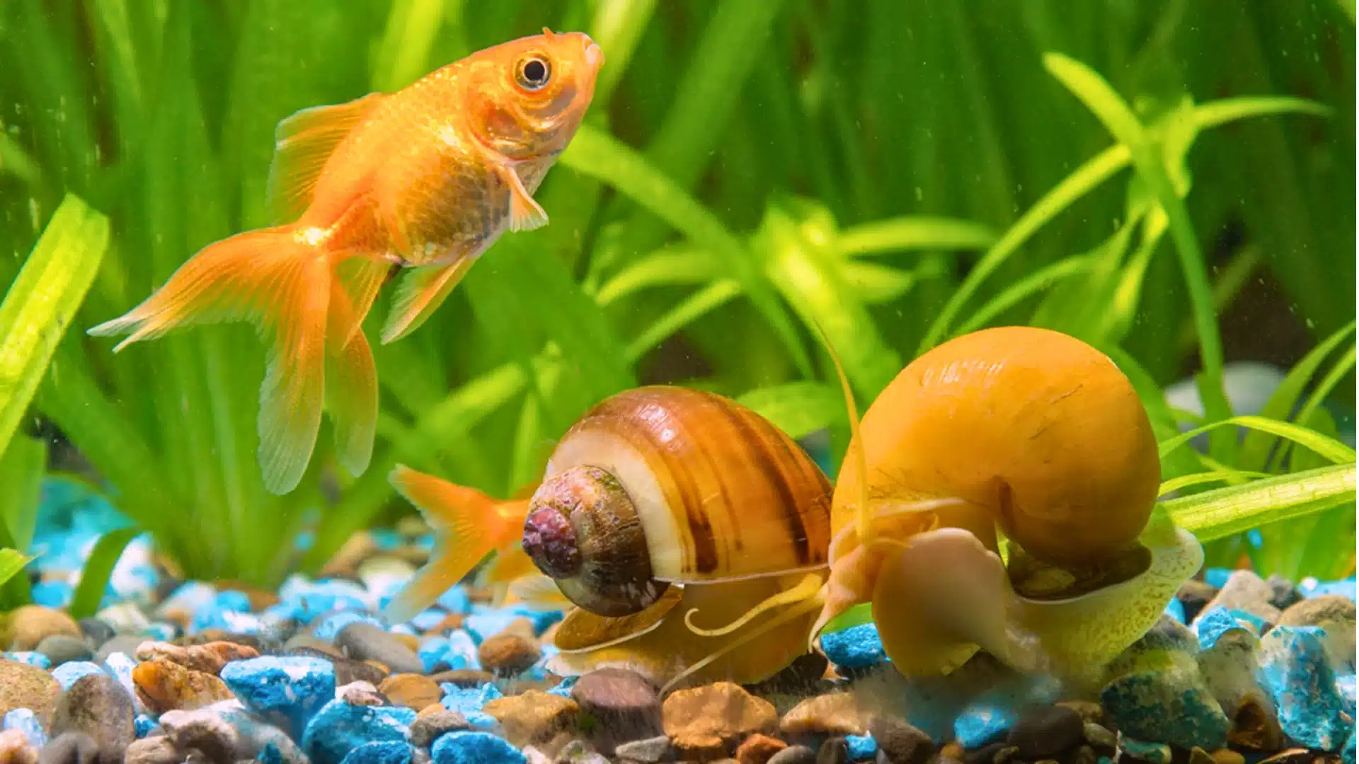 Goldfish swimming with mystery snails in planted aquarium with gravel, showing colorful aquatic life and tank environment