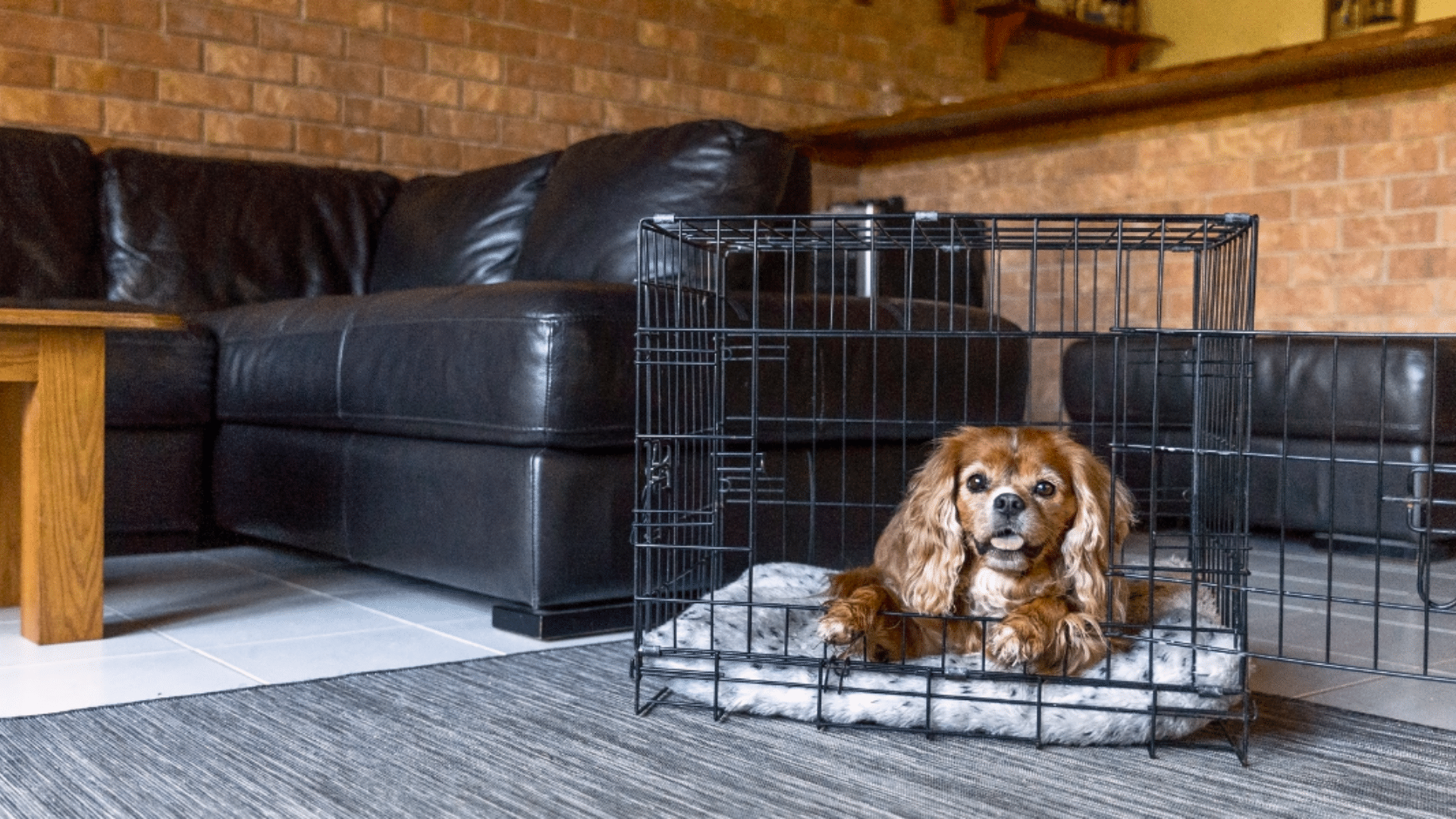 How Long Can a Dog Stay in a Crate